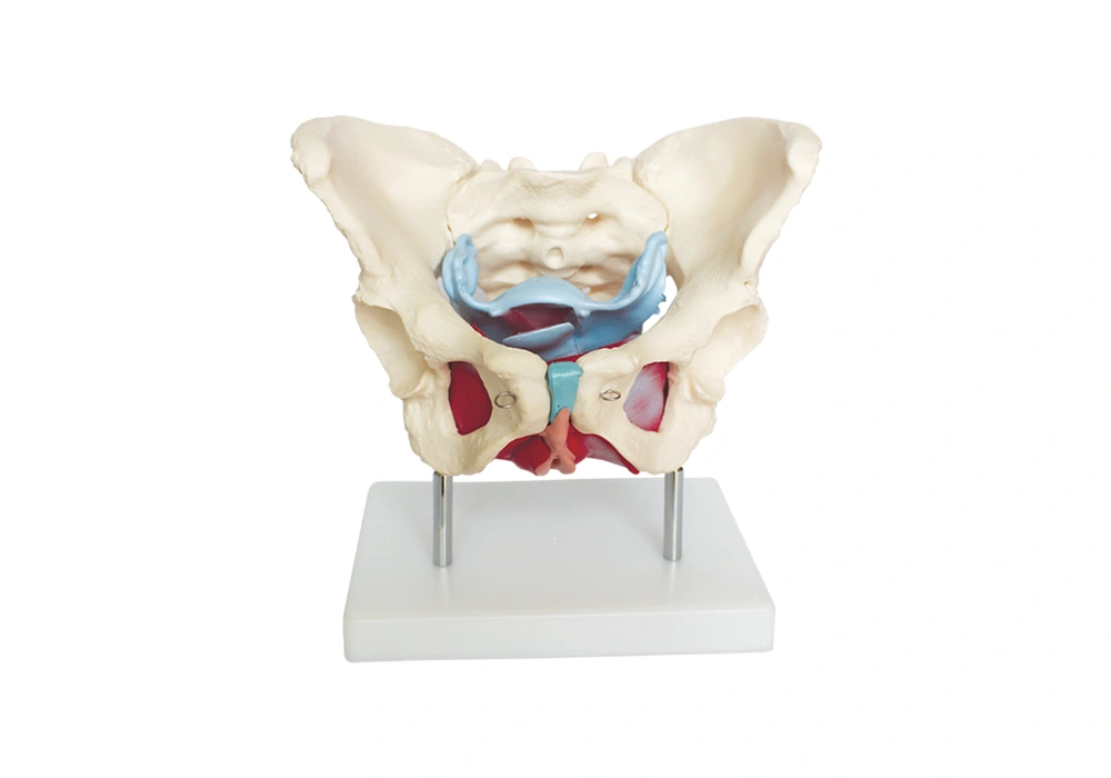 Muscles et organes du bassin féminin