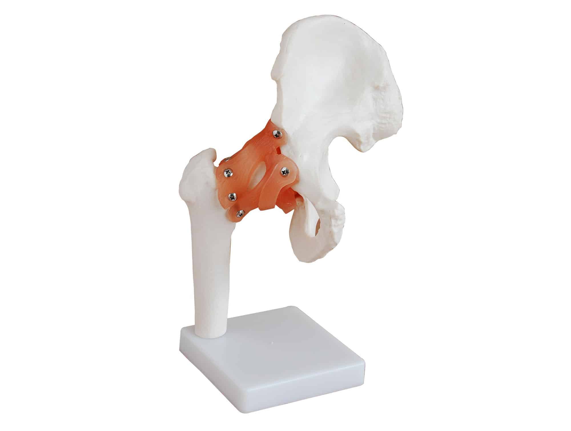 Modèle anatomique d’articulation de la hanche avec ligaments (réf. 0068SAH)