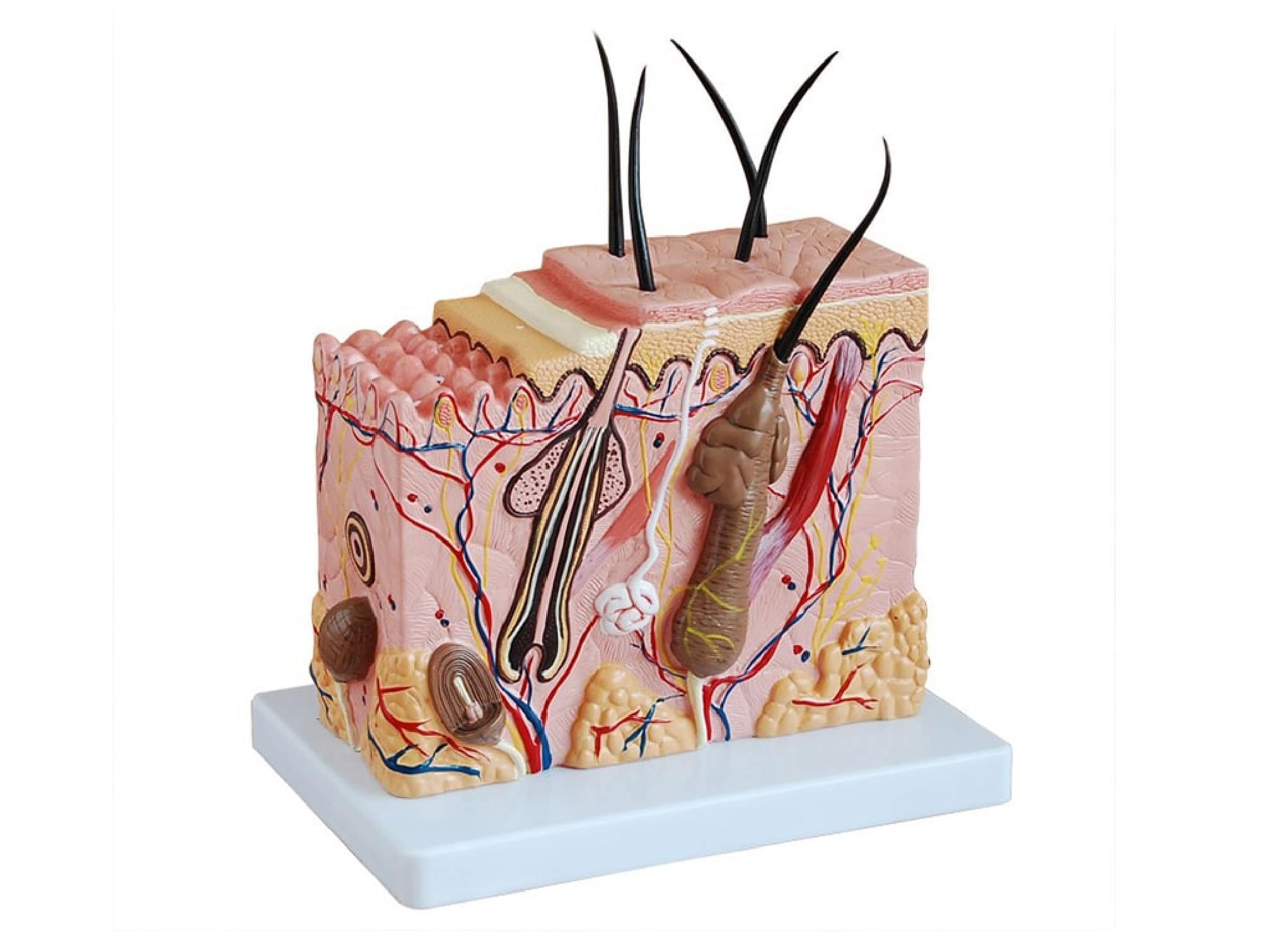 peau modèle en bloc agrandi 70 fois
