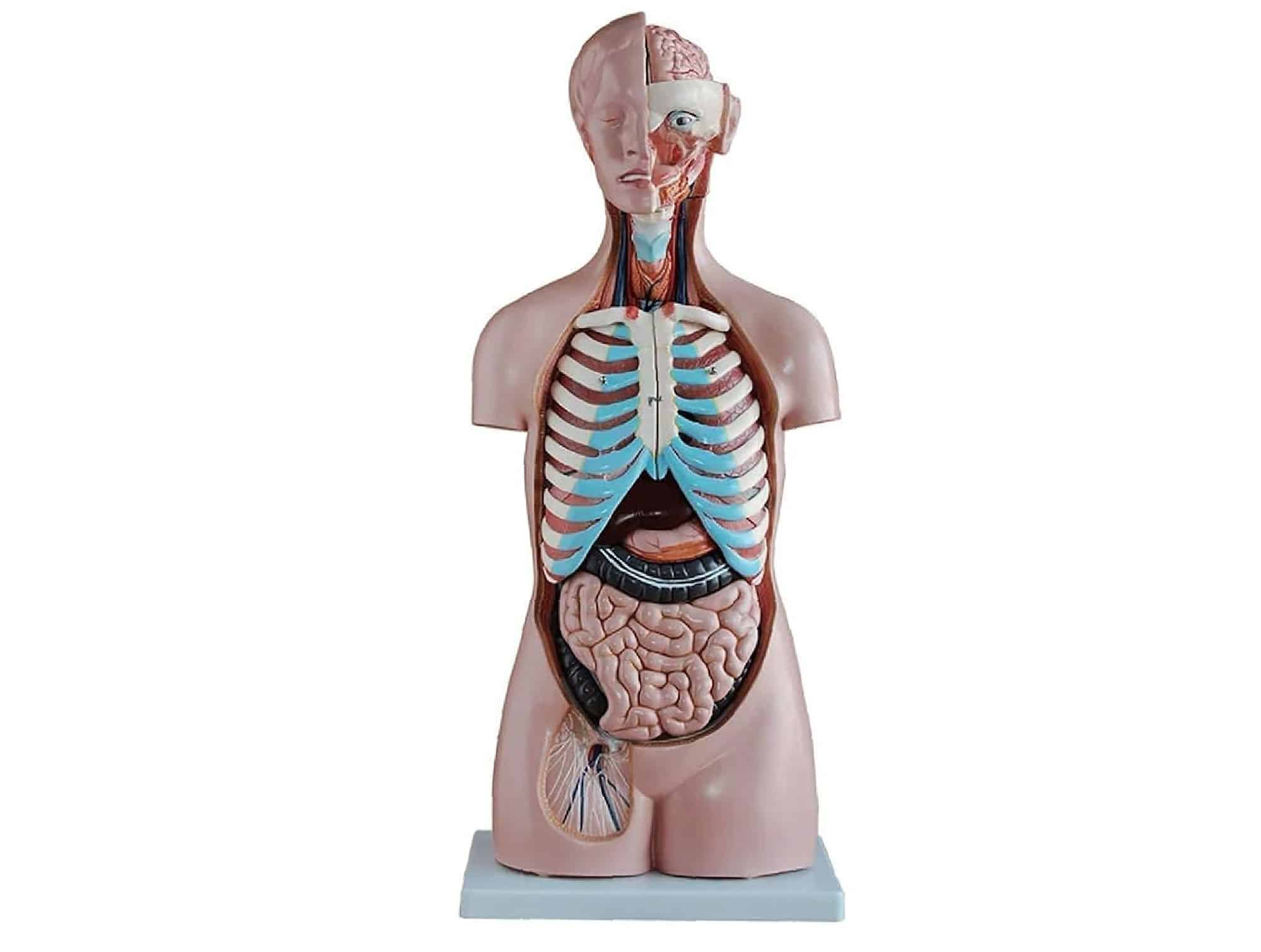 Torse asexué 85 cm (20 pièces)