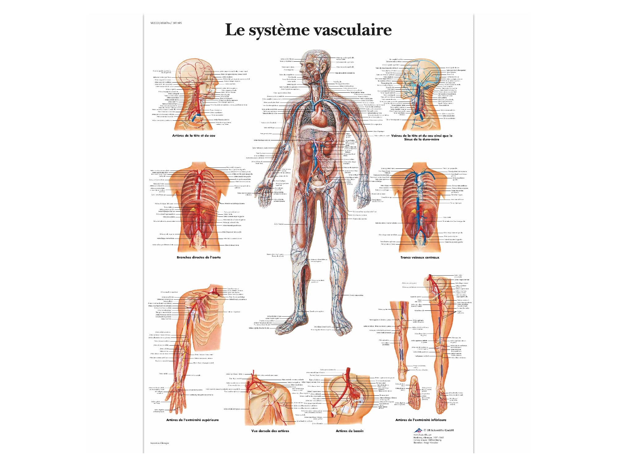 Le système vasculaire
