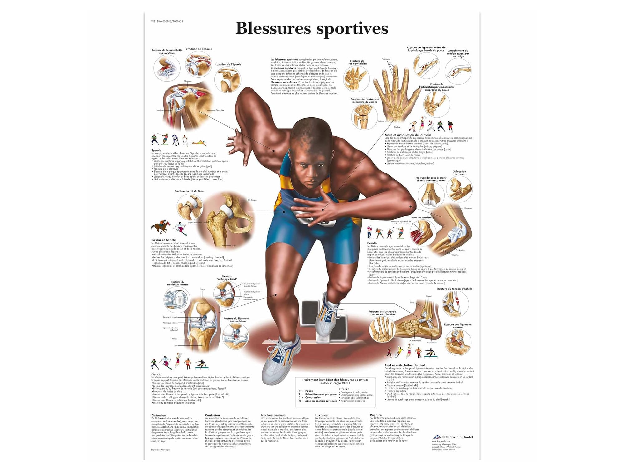 Planche anatomique (réf. 269245)