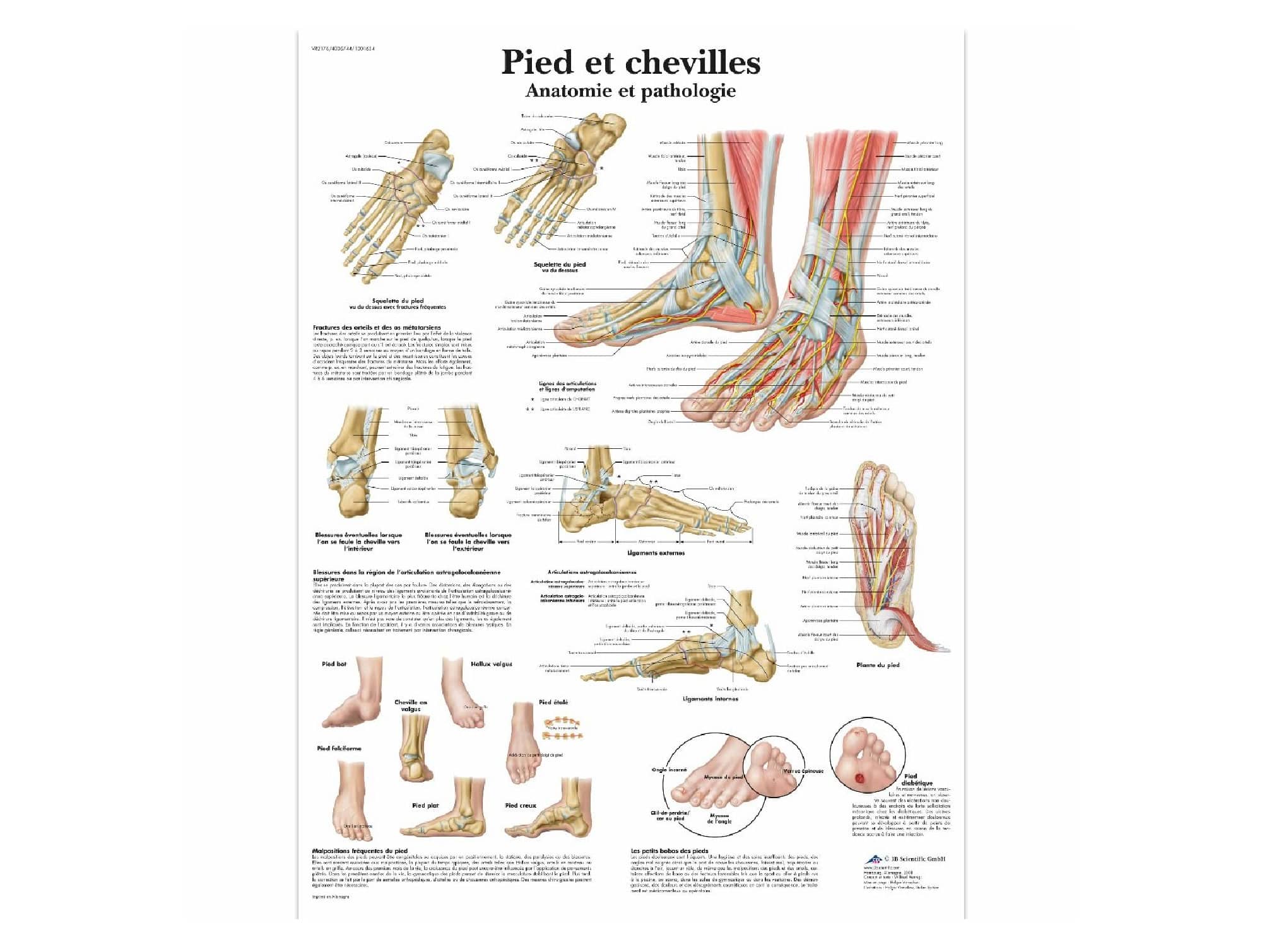 Pieds et chevilles - Anatomie et pathologie