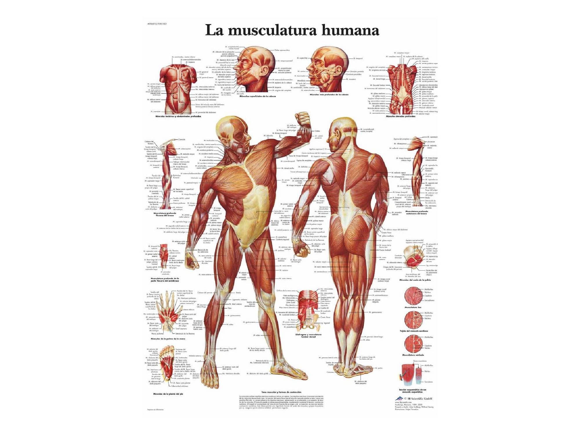 La musculature Humaine