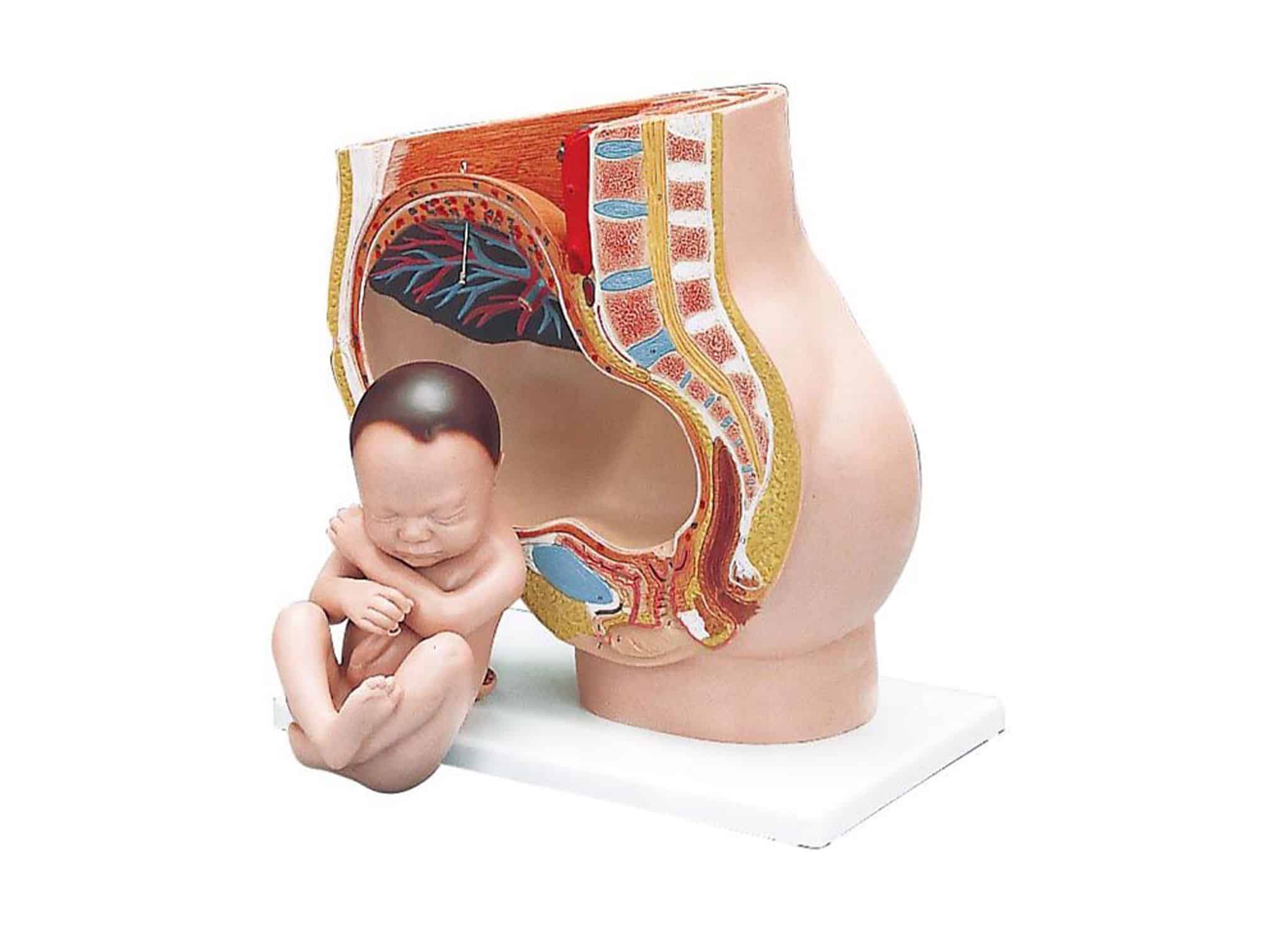 Coupe transversale du bassin féminin