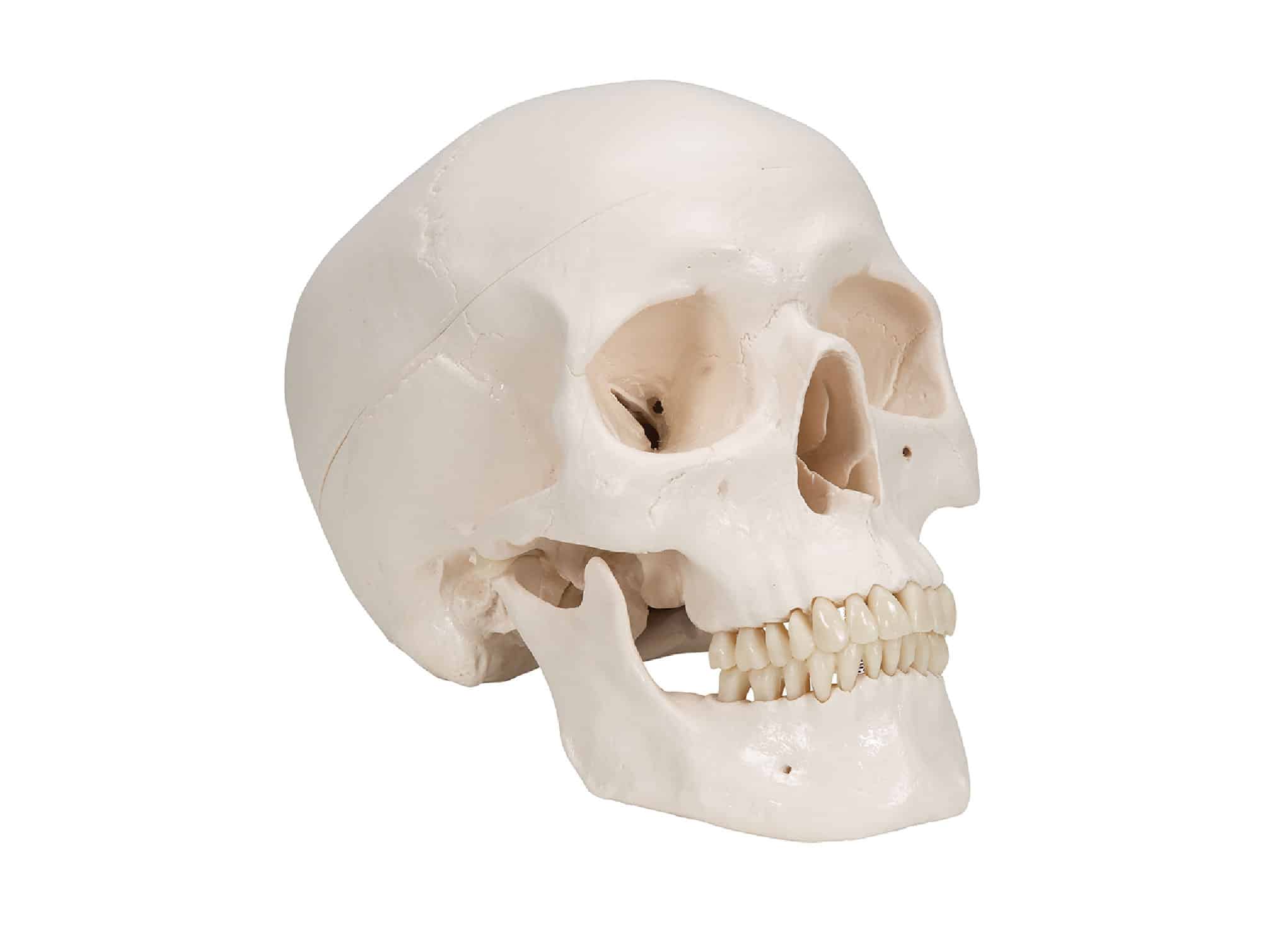 Crâne avec cerveau, en 8 parties