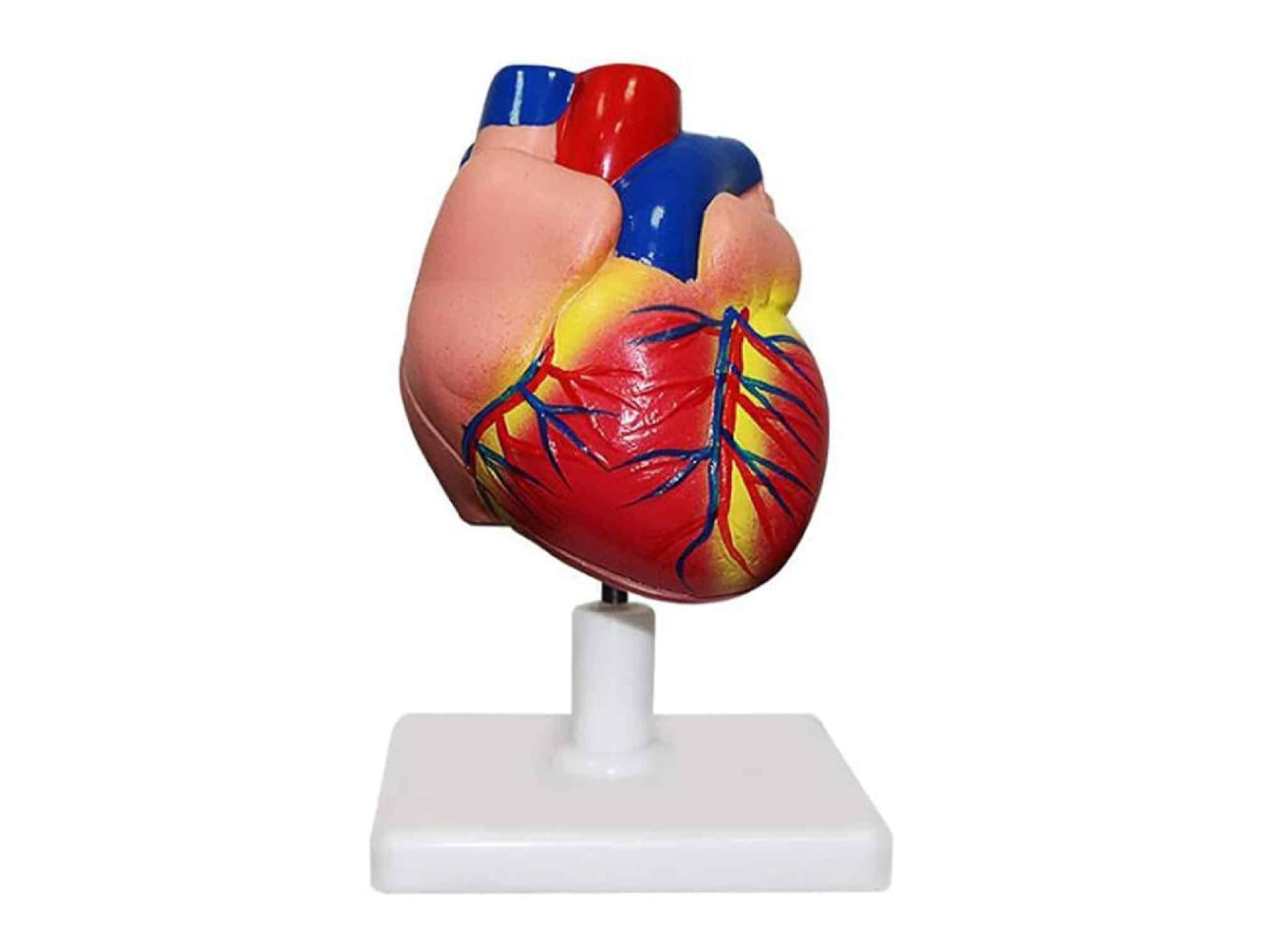 Modèle de cœur grandeur nature