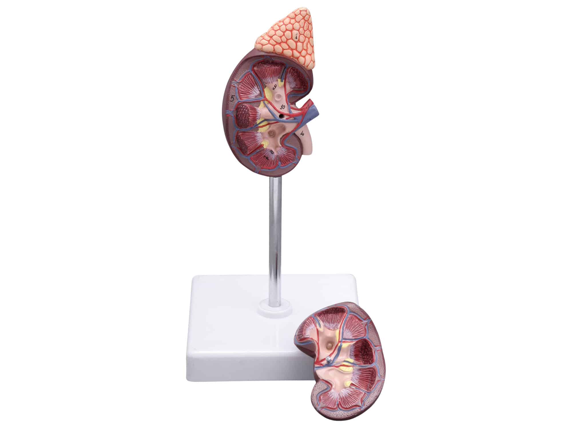 Rein avec glande surrénale